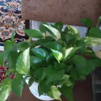 تعدادی گل به فروش میرسد|گل و گیاه طبیعی|محمدیه-قزوین, |دیوار