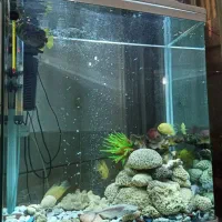 آکواریم دلسا درحد نو با ماهی گوشتخوار|ماهی|شیراز, پودنک|دیوار