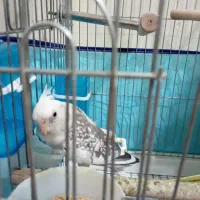 عروس هلندی نر و ماده