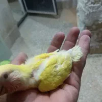 جوجه کوتوله سرلاکی