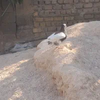 کبوتر طوقی نر فروشی|پرنده|طسوج, |دیوار