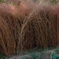 بهترین جارو بلند و قرمز مخصوص شهرداری