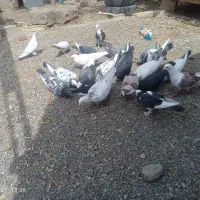 کبوتراهمگی دونه ای150|پرنده|بلوک, |دیوار