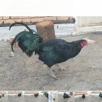 خروس سیاه|حیوانات مزرعه|نقده, |دیوار