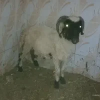 بره نر