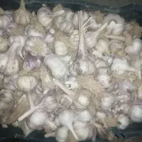 سیر|خوردنی و آشامیدنی|خواف, |دیوار
