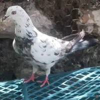 کفتر خوب