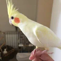 عروس هلندی گمشده