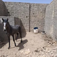 کره اسب معاوضه