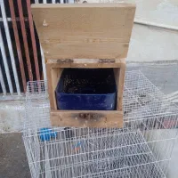 جفت لوتینو .قفس.کبوتر.لونه پرنده|پرنده|بوشهر, |دیوار