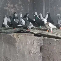 ۲۵ کفتر شهرستان