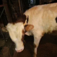 گوساله‌ی نر ۱ساله