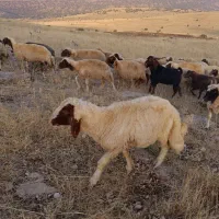 سنجابی|حیوانات مزرعه|دالاهو, |دیوار