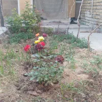 سوییت ویلا باغ