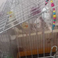 عروس هلندی ۴ ماهه