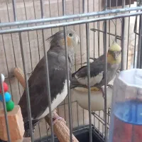 عروس هلندی نر و ماده
