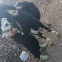 گوساله ماده