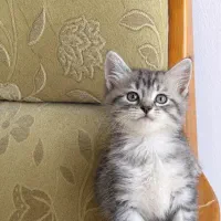 بچه گربه ۲ ماه بریتیش اسکاتیش
