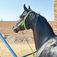 سیلمی دوسر مشکی جهت کشش|اسب و تجهیزات اسب‌سواری|یزد, |دیوار