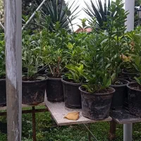 فروش شمشاد قیمت مناسب|گل و گیاه طبیعی|نوشهر, |دیوار