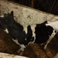 گوساله هولشتاین اصل ماده هفت ماهه.