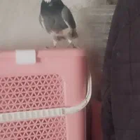 کفتر غریب|پرنده|زرین دشت (همدان), |دیوار