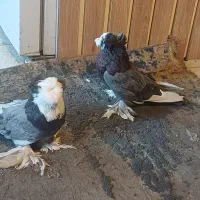 کبوتر نقش غراب مشکیه زاغ
