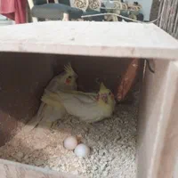 جفت عروس هلندی لوتینو مولد|پرنده|تهران, نازی‌آباد|دیوار