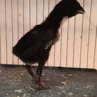 مرغ خروس جوجه لاری اوشامو تخم نطفه دار|حیوانات مزرعه|تبریز, |دیوار