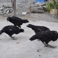 مرغ محلی به فروش  میرسد|حیوانات مزرعه|میناب, |دیوار