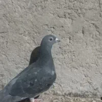 زاغ دم سفید سبز مگس|پرنده|زاهدان, |دیوار