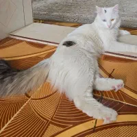 گربه ترکیش وان اصیل