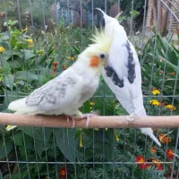 عروس هلندی مولد با سه جوجه سه هفته ای