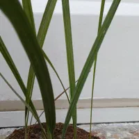 نهال نخل برحی|گل و گیاه طبیعی|اهواز, حصیرآباد|دیوار