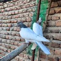 سپه نر و ماده|پرنده|اردبیل, |دیوار