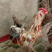 خروس گلین، چهل تاج