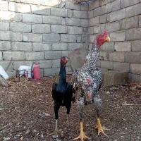 لاری اوشامو اصل