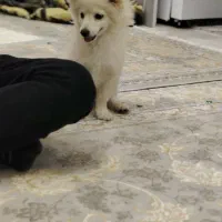 سگ نژاد پامرانین واکسن شده شناسنامه دار