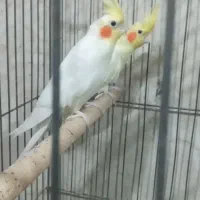 عروس هلندی جفت|پرنده|اردبیل, |دیوار