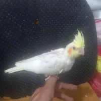 جوجه سرلاکی