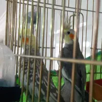 قفس و عروس هلندی460تومن|لوازم جانبی حیوانات|یزد, |دیوار