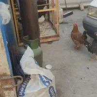 فروش مرغ و خروس محلی|حیوانات مزرعه|پاکدشت, پاکدشت (مامازند)|دیوار