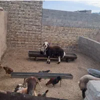 بره قوچی بروجردی