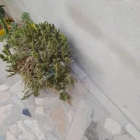 بن سای|گل و گیاه طبیعی|اردبیل, |دیوار