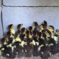 جوجه سیکا(اسرائیلی)