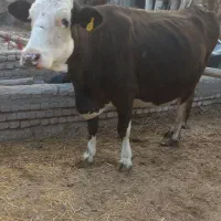 گاوسمینتال شکم سوم ۲۰ روزمانده ب زایمان