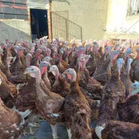 بوقلمون بوربون|حیوانات مزرعه|روانسر, |دیوار