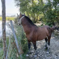 اسب کاسپین ۸ساله|اسب و تجهیزات اسب‌سواری|رشت, یخسازی|دیوار