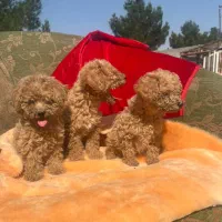 پودل|سگ|بندرعباس, |دیوار