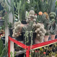 آف ۳۰ درصد کاکتوس به دلیل جمع آوری